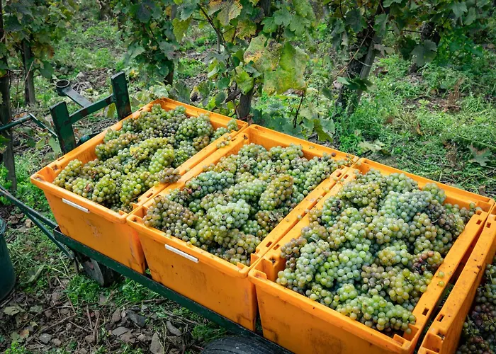 Lejlighed Ferienwohnungen Bullay